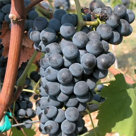 Holiday home In With Pool Umbertide